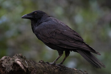 Australian raven perched in the forest