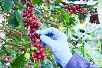 Plantation red coffee bean farmer hands ripe harvest in Garden farm. Close up hand harvesting green red yellow bean Robusta arabica Coffee berries leaf tree Plant in Brazil Ethiopia Vietnam Country