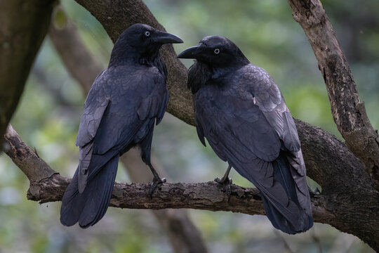Pair of Australian ravens (Corvus coronoides) perched in a tree in the mangrove forest