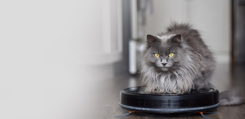 Fluffy grey cat sitting on top of robot vaccum cleaner web banner