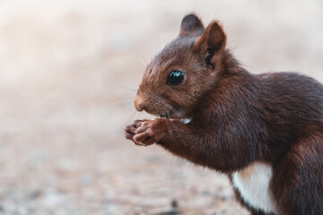 close-up of a squirrel eating sitting on the ground. copy space