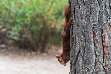 squirrel hanging upside down from a tree trunk holding on with its hind legs while eating with its front legs.