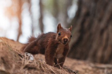 squirrel running to the camera on the forest floor with bokeh trees background