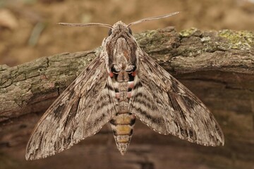 Closeup on the impressive Convolvulus Hawkmoth, Agrius convolvuli, sitting with open wings