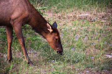 Fototapeta premium Female elk grazing in a forest