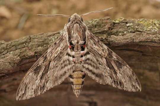 Closeup on the impressive Convolvulus Hawkmoth, Agrius convolvuli, sitting with open wings