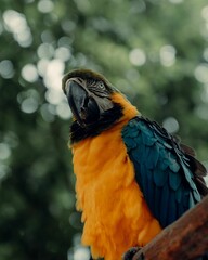 Closeup shot of colorful Parrot ara in the wild nature of Mexico © Wirestock Creators