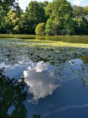 Fototapeta premium Reflection of clouds in lake, trees, and lilies 