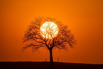 Orange sunset sky behind a bare tree silhouette In an orange sky - Powered by Adobe