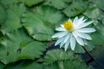 Beautiful blooming White water-lily floating above the foliage in Botanic Gardens, Singapore. - obrazy, fototapety, plakaty