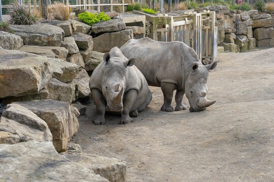Animals in captivity Dublin Irel