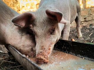Closeup shot of dirty domestic pigs drinking water on a farm in sunny weather