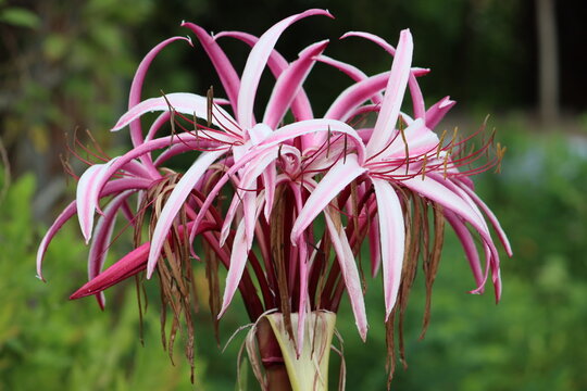 Cambodia. Crinum asiaticum, commonly known as poison bulb, giant crinum lily, grand crinum lily, or spider lily, is a plant species widely planted in many warmer regions as an ornamental. 