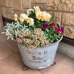 flowers in a pot