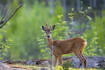 Fotobehang Beautiful European roe deer in the wilderness © Wirestock Creators