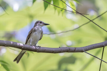 Bird  Gray Kingbird