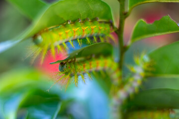 caterpillar of the butterfly