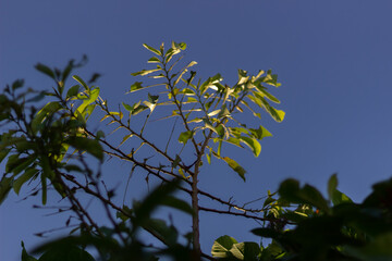 yellow leaves against blue sky
