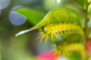 caterpillar on leaf