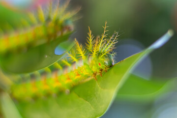 caterpillar on a leaf
