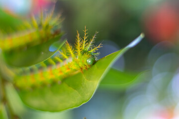 caterpillar on a leaf