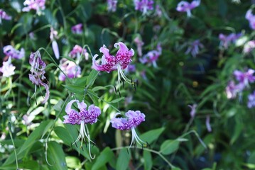 Speciosum lily flowers. Liliaceae perennial plants. Beautiful downward blooming flowers with red spots on the petals from July to September. The root is edible and medicinal.