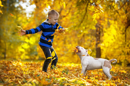 Active little boy happily jumps and plays with American bully puppy, scattering yellowed and fallen leaves in beautiful sunny autumn park. Dogs are most loyal friends of human. - Powered by Adobe