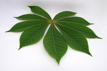 Isolated cassava leaf with white background