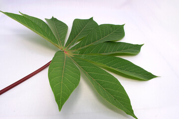 Isolated cassava leaf with white background