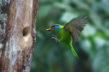 Closeup of a beautiful barbet bird flying towards a tree with a small hole