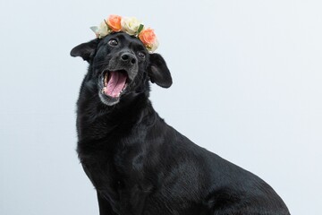 Closeup of an adorable black dog with a beautiful flower crown against a white background