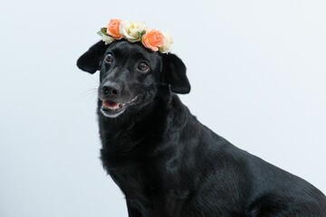 Closeup of an adorable black dog with a beautiful flower crown against a white background
