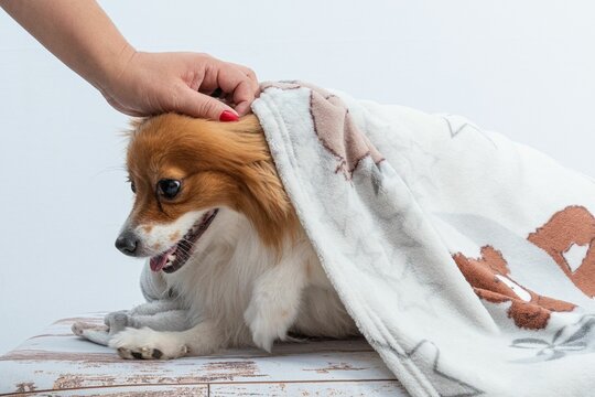 Woman's Hand Touching The Head Of Her Spitz With A Blanket Protecting Herself From The Cold