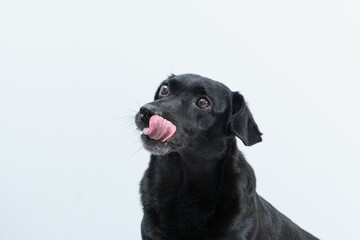 Portrait of a black dog isolated on a white background