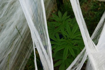 Top view of marijuana plants between the polyethylene plastic barriers
