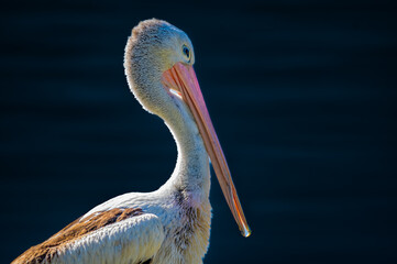 Pelican Pensive