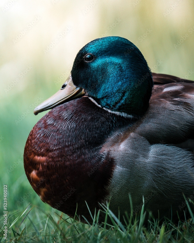 Sticker closeup shot of a mallard on a grass