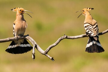 Closeup of two Eurasian hoopoe perched on a tree branch and looking at each other © Wirestock Creators