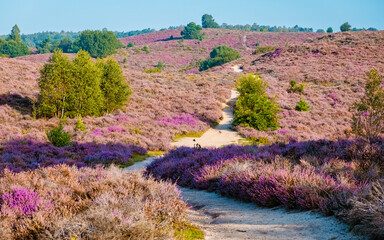 Posbank National park Veluwe, purple pink heather in bloom, blooming heater on the Veluwe by the...