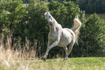 Portrait of a beautiful white arabian horse gelding running across a pasture in late summer outdoors