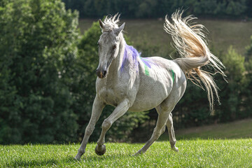 Obraz na płótnie Canvas Portrait of a beautiful white arabian horse gelding running across a pasture in late summer outdoors