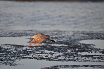 Black-crowned Night Heron, Juvenile