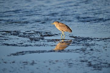Black-crowned Night Heron, Juvenile
