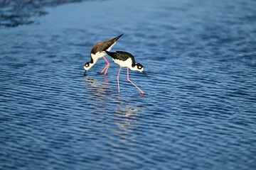 Hawaiian Stilt