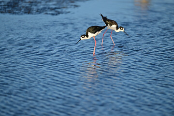 Hawaiian Stilt