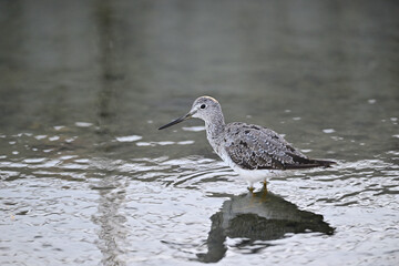Spotted Sandpiper