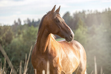 Portrait of a bayutiful pinto horse on a meadow in late summer outdoors during sundown in front of a rural landscape