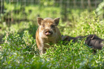Portrait of a free-range pig in an enclosure in summer outdoors. Environmental husbandry