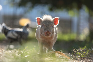 Portrait of a free-range pig in an enclosure in summer outdoors. Environmental husbandry