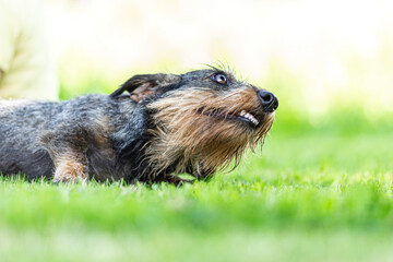 Portrait of a cute wiener dog lying on grass and playing in a garden outdoors